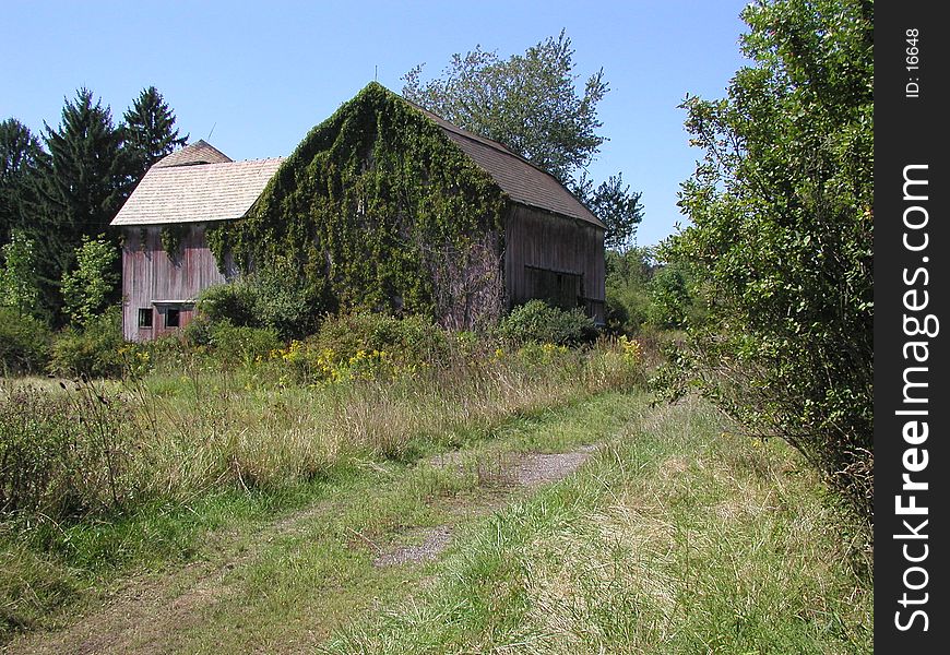 Old barn covered with ivy. Old barn covered with ivy
