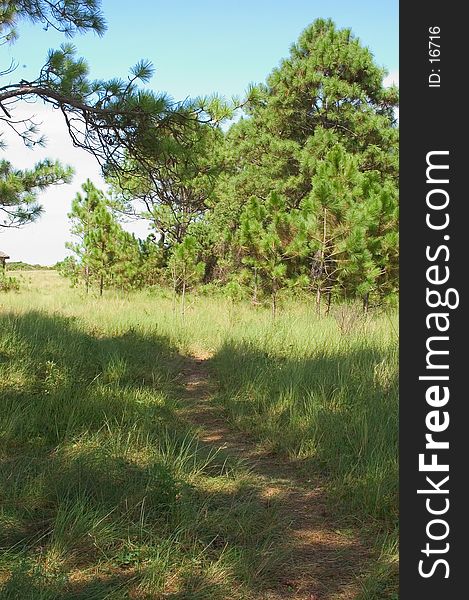 A pathway for hiking leads out across the island of Cape Lookout, North Carolina. A pathway for hiking leads out across the island of Cape Lookout, North Carolina.