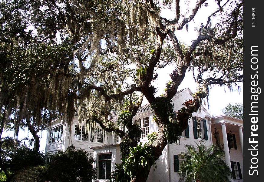 Old oak tree beside historical southern mansion, Sarasota, Florida