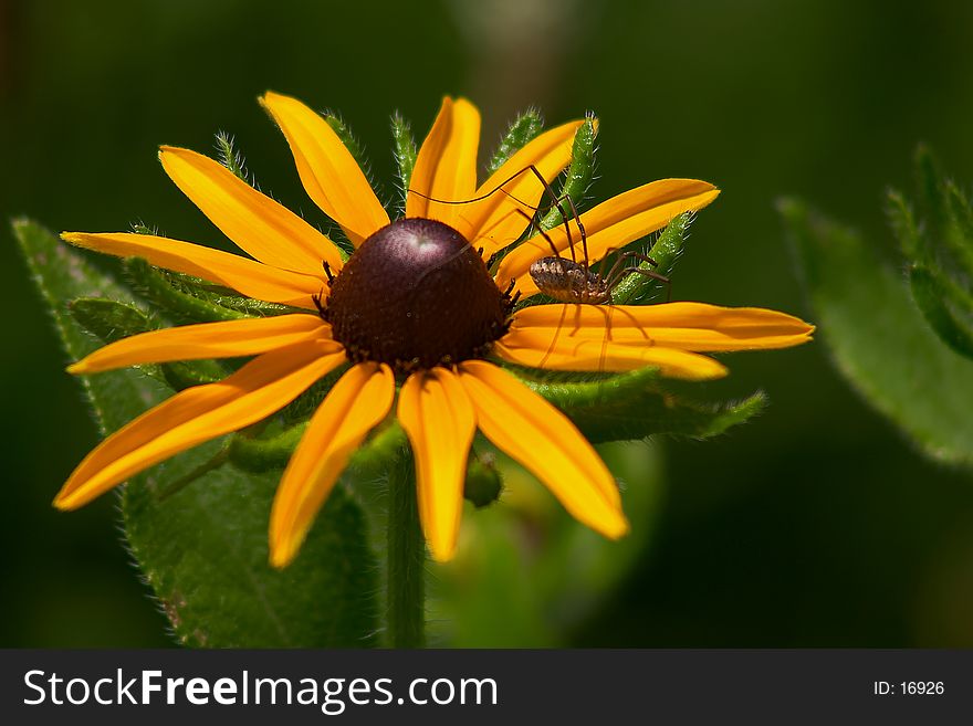 A brown spider resting on the petals of a Black-Eyed Susan in a garden. A brown spider resting on the petals of a Black-Eyed Susan in a garden.