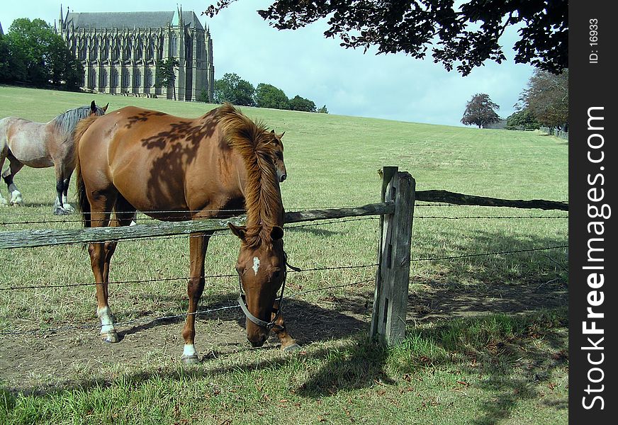 This mare had scratch marks fom the barb wire but that didn't stop her fom trying to get the greener grass. This mare had scratch marks fom the barb wire but that didn't stop her fom trying to get the greener grass