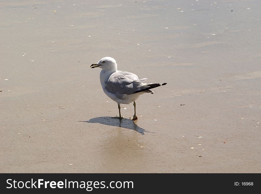 A seagull walks on the wet sand after a wave goes out. Photo taken on Emerald Isle, North Carolina at mid day. A seagull walks on the wet sand after a wave goes out. Photo taken on Emerald Isle, North Carolina at mid day.