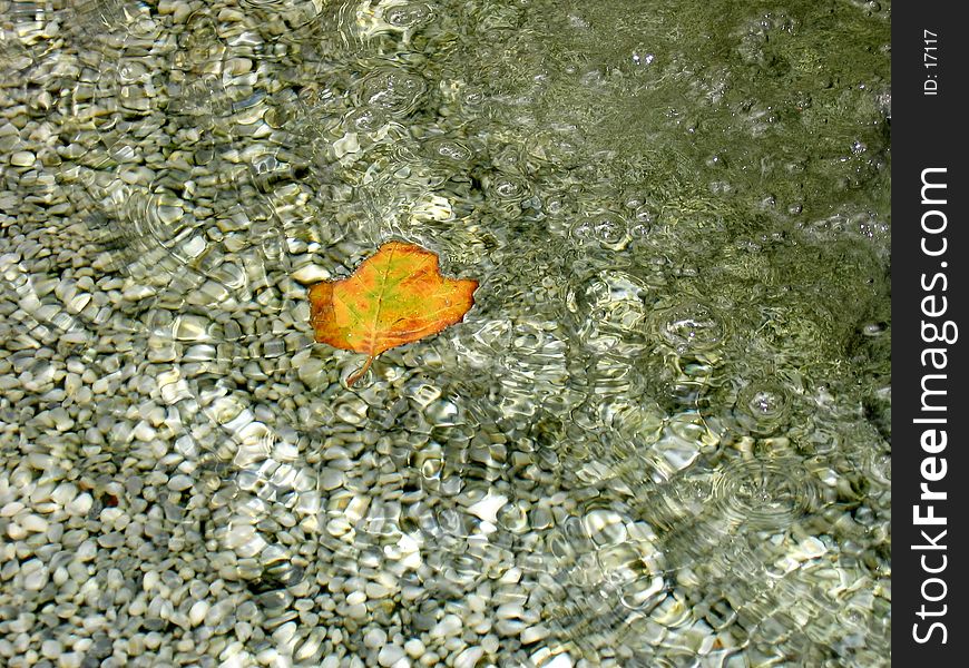 Leaf in wirlpool