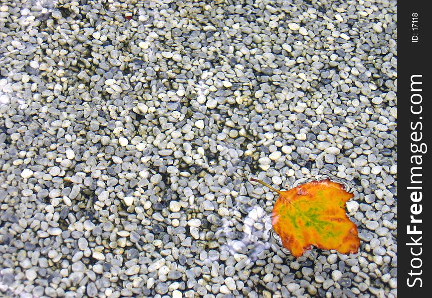 Leaf in shallow water