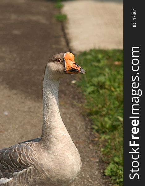 A male domestic goose comes close looking for a handout. A male domestic goose comes close looking for a handout