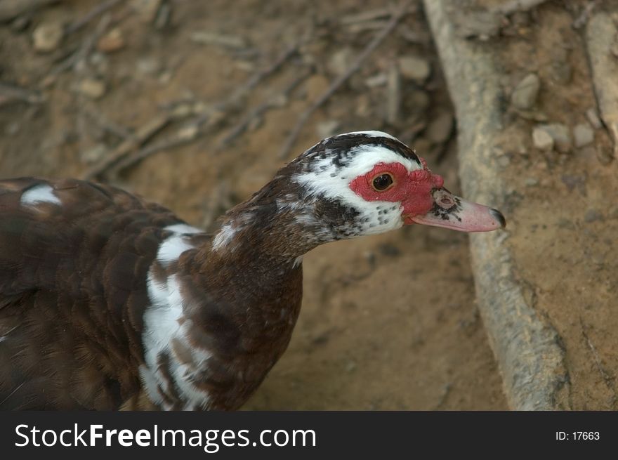 A close up of a domestic duck in profile looking for a handout. A close up of a domestic duck in profile looking for a handout.