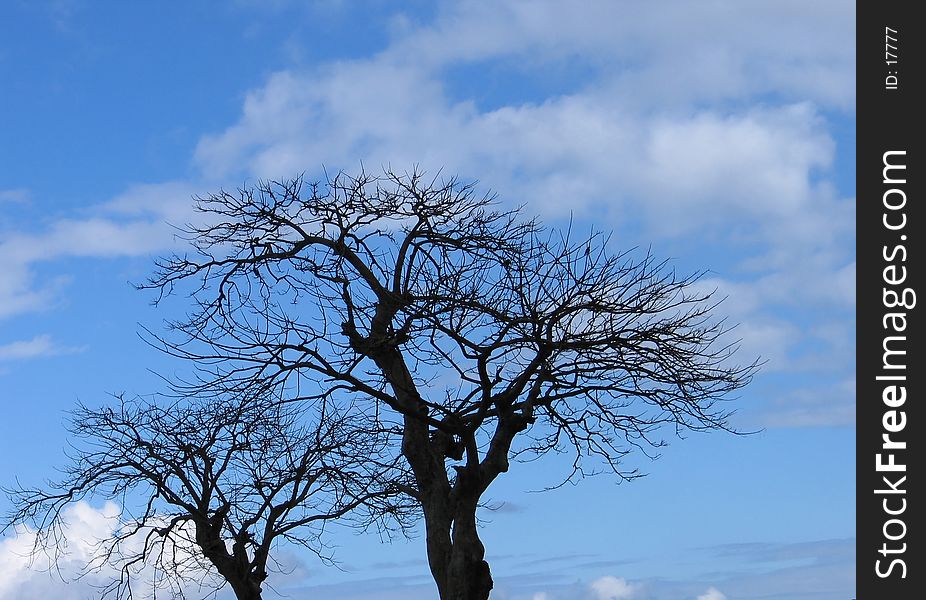 Twin trees in a phase where leaves are shed as if dead. Trees against sky/clouds. Twin trees in a phase where leaves are shed as if dead. Trees against sky/clouds