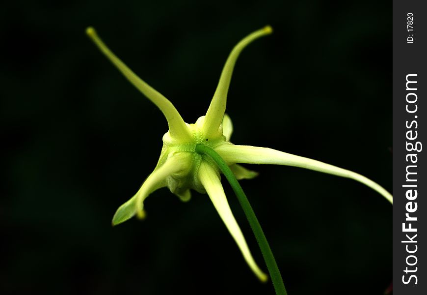Columbine flower from the rear. Columbine flower from the rear