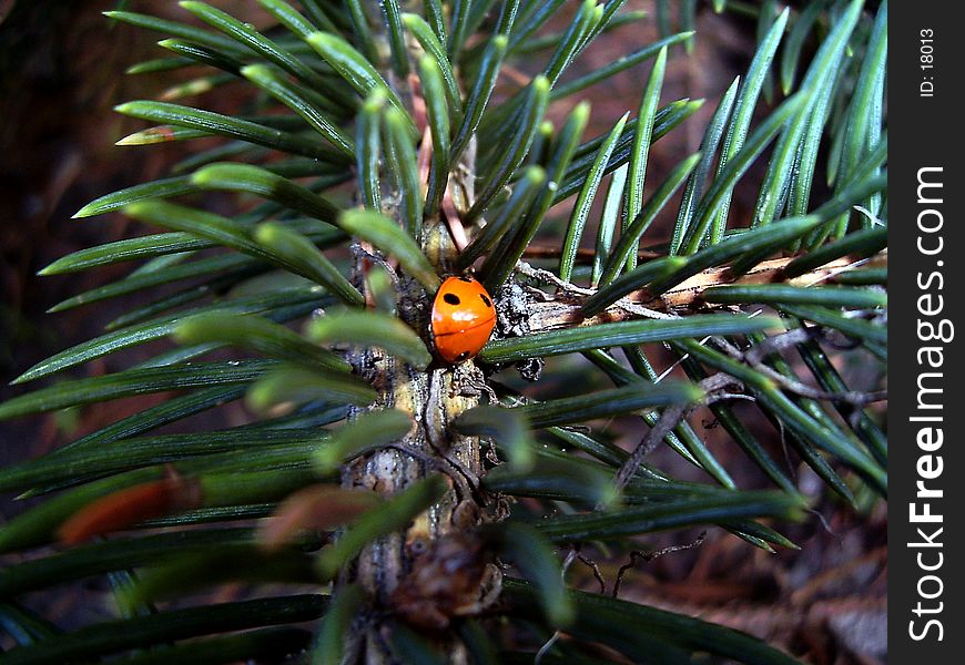 Ladybird on the spruce