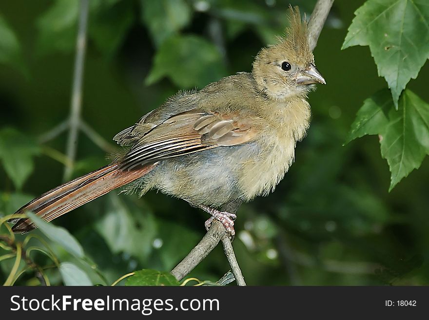 Baby cardinal sitting on a branch