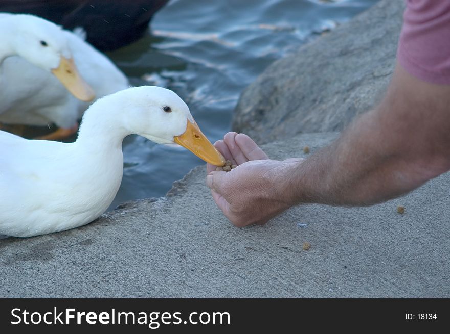 A white duck takes food from the hand of a man on the bank of a pond. A white duck takes food from the hand of a man on the bank of a pond.