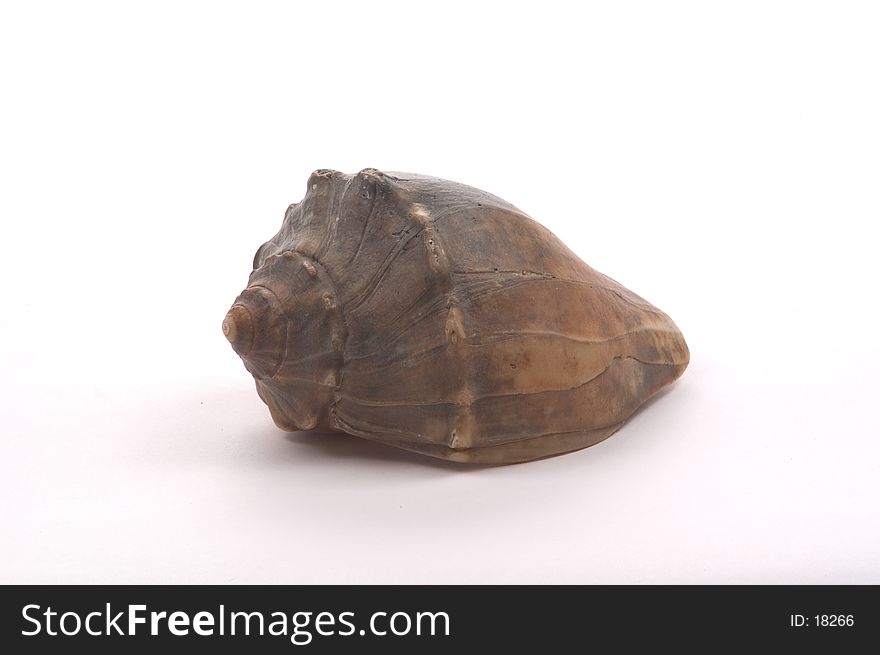 A large brown Welk shell from the North Carolina shores of the Outer Banks. A large brown Welk shell from the North Carolina shores of the Outer Banks.