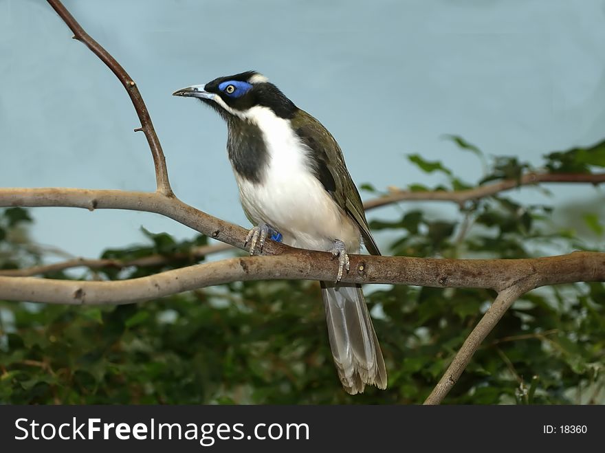 A blue-faced honeyeater sitting on a branch.