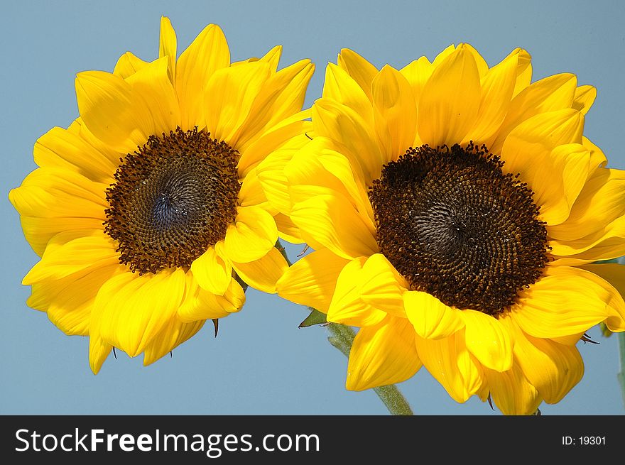 Twin Sunflowers