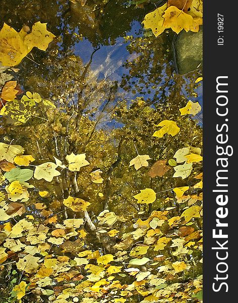 This is a picture of reflected trees and sky in a stream partly covered by fall leaves. This is a picture of reflected trees and sky in a stream partly covered by fall leaves