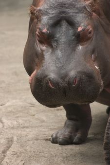 Hippo. Royalty Free Stock Photo