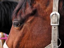 Horse S Head Royalty Free Stock Image Horse S Head Royalty Free Stock Image