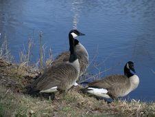 Three Canadian Geese Stock Photos Three Canadian Geese Stock Photos