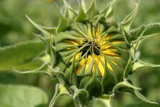 Sunflower Bud Stock Images Sunflower Bud Stock Images