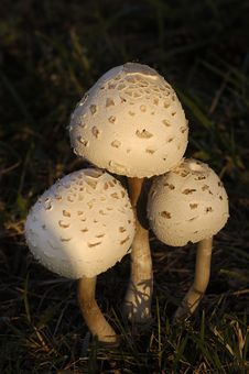Three Mushrooms Stock Photos Three Mushrooms Stock Photos