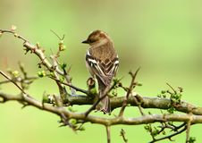 The Female Chaffinch Stock Photography The Female Chaffinch Stock Photography