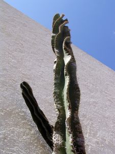 Sky Cactus Stock Photos