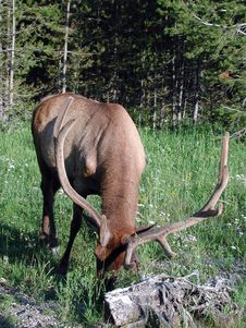 Yellowstone Elk Royalty Free Stock Photos