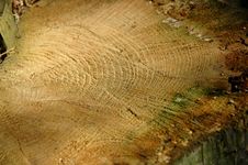 Close-up Of A Felled Tree. Stock Photos Close-up Of A Felled Tree. Stock Photos