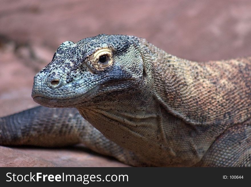 Huge Nile Monitor Lizard sitting on a rock, warming itself in the sun.