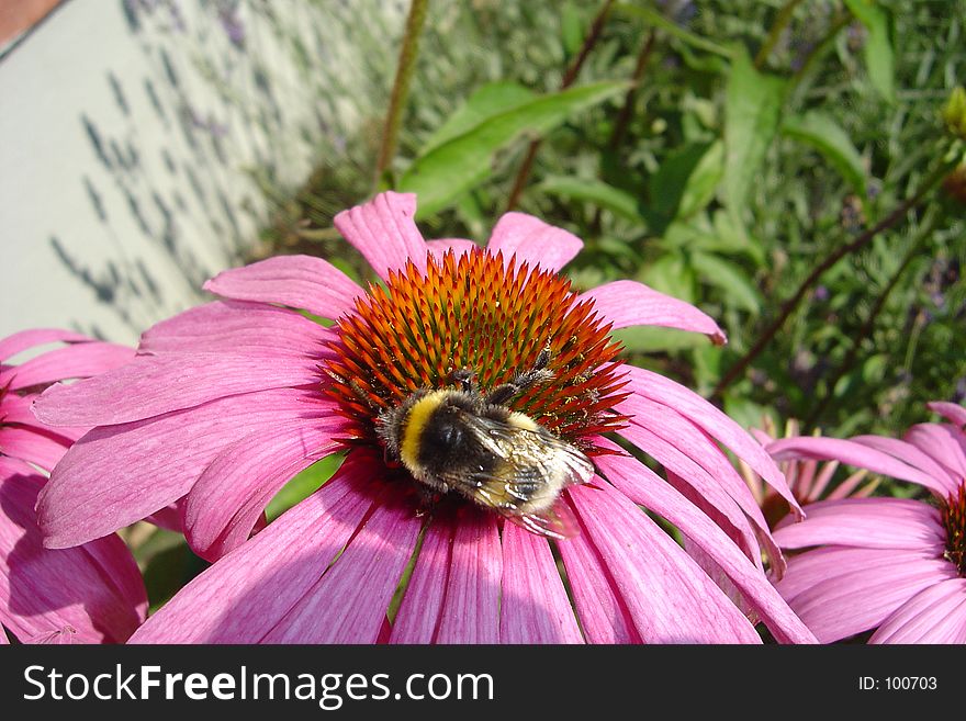 Rudbeckia And A Bee