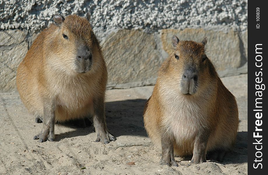 Beastly twosome Tierisches Paar. Beastly twosome Tierisches Paar