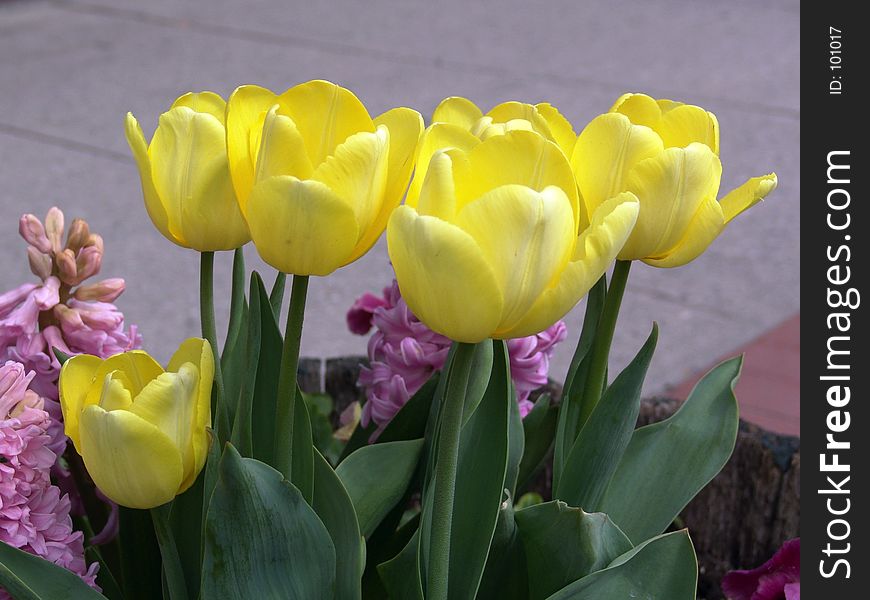Yellow potted tulips with other flowers, northampton, massachusetts. Yellow potted tulips with other flowers, northampton, massachusetts