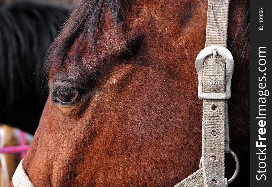 Close up of a horse's head