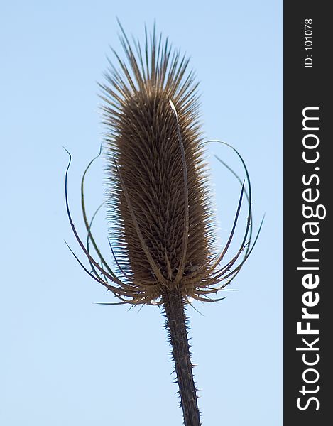 Close up of a dried thistle with the sky as a background. Close up of a dried thistle with the sky as a background
