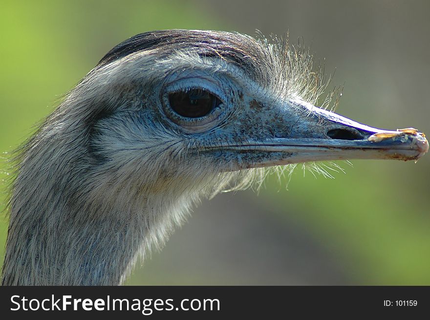 Extreme close up of emu