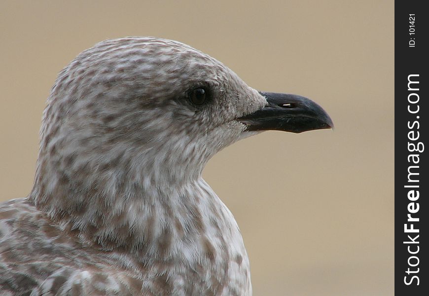 Young Seagull