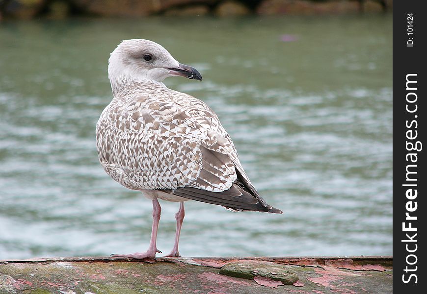 Young Seagull