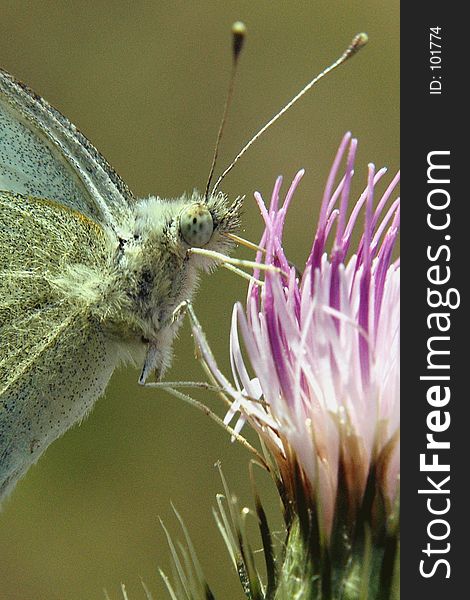 A White Cabbage Butterfly Feeding at a Thistle Plant. A White Cabbage Butterfly Feeding at a Thistle Plant.