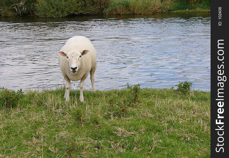 Sheep by the river