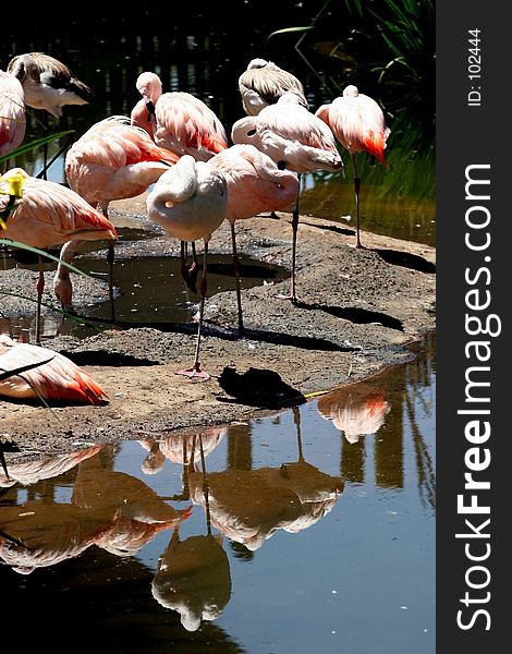 Pink flamingo with reflections. Pink flamingo with reflections