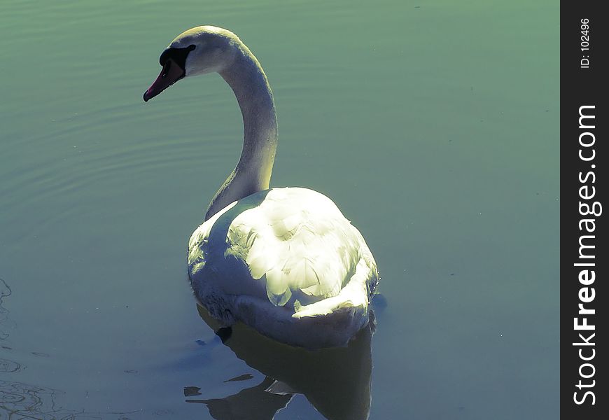 Swan in shadow. Swan in shadow