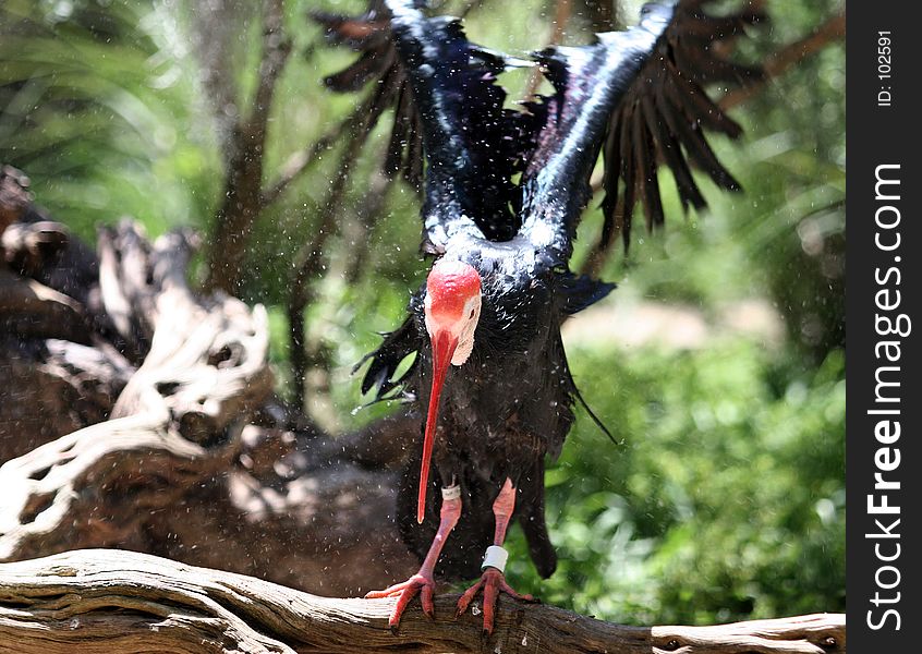 Northern bald ibis