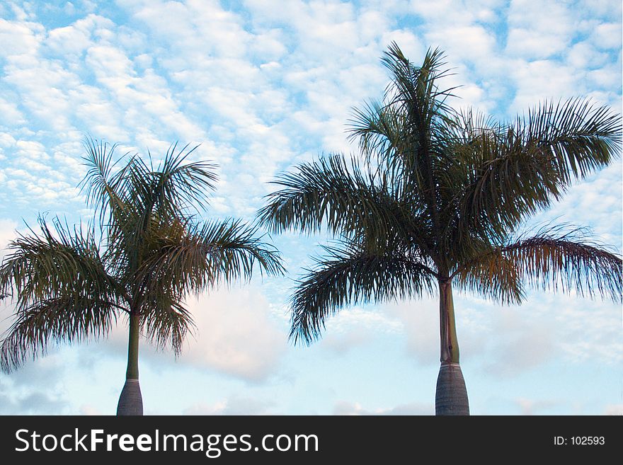 Backlight palms and sky. Backlight palms and sky