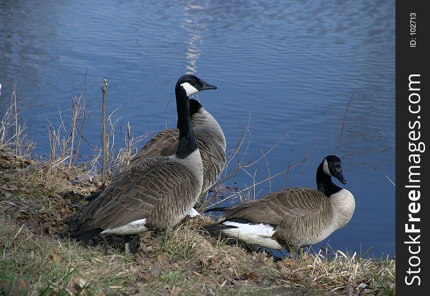 Three Canadian Geese