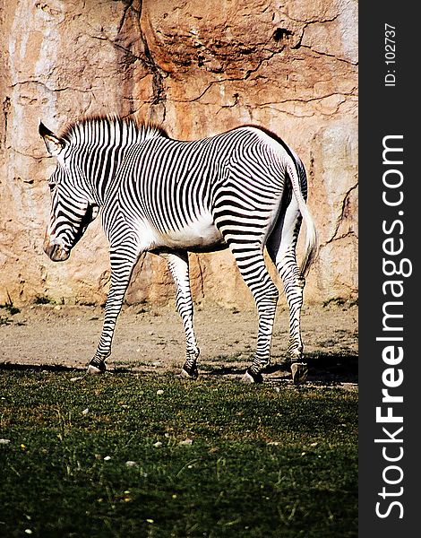 Zebra walks to his den. Zebra walks to his den