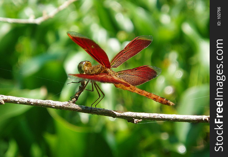 Photo of dragonfly