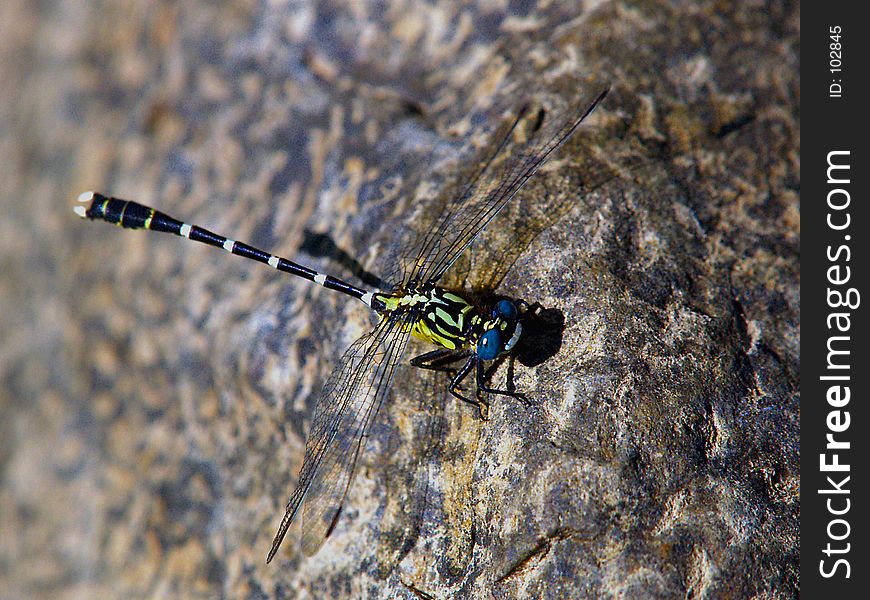 This Dragonfly Landed Next To Me While Was Sitting On A Rock