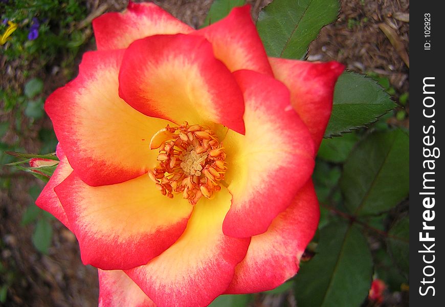 Close up of redish orange rose. Close up of redish orange rose