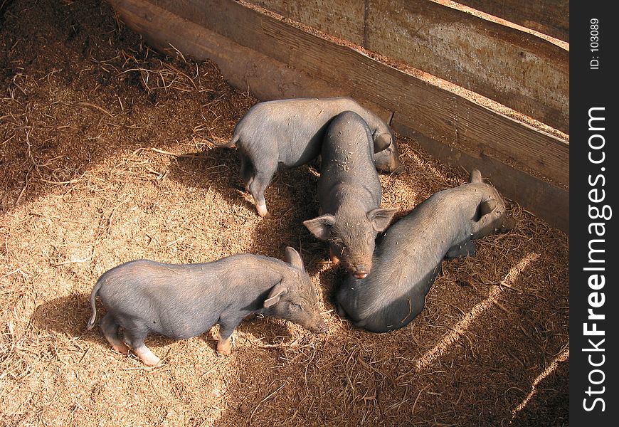 Active piglets playing in the pan