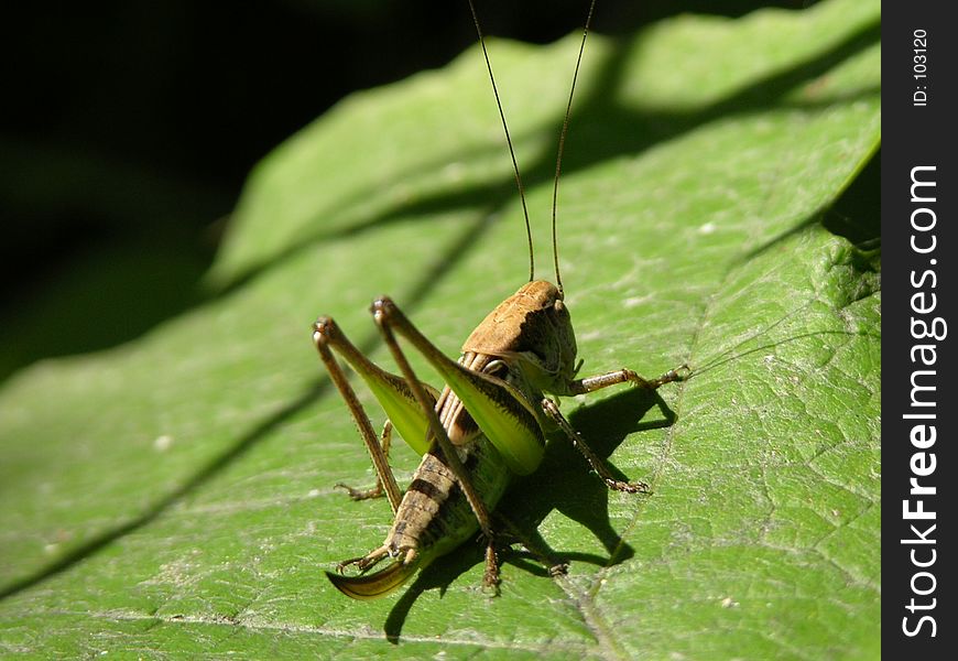 Green grasshoper. Green grasshoper